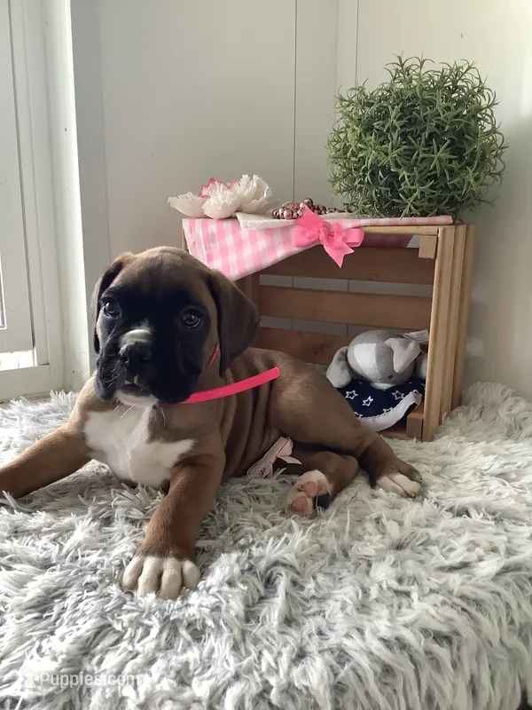 Cyndi – Boxer puppy for sale in Baltic, OH
