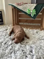 Rascal - F1b , a male Goldendoodle for sale in Baltic, OH – 3 of 5