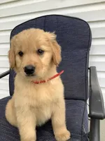 Lila, a female Golden Retriever for sale in Baltic, OH – 5 of 8