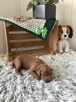 Rascal - F1b , a male Goldendoodle for sale in Baltic, OH – 2 of 5