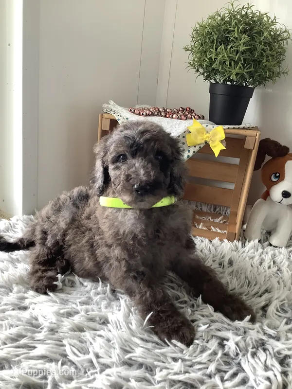 Rex- F1bb Standard  – Goldendoodle puppy for sale in Baltic, OH