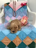 Carrie , a female Golden Retriever for sale in Baltic, OH – 4 of 6