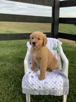 Lucy, a female Golden Retriever for sale in Baltic, OH – 3 of 9