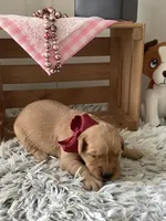 Sheila , a female Golden Retriever for sale in Baltic, OH – 7 of 10