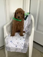 Rascal - F1b , a male Goldendoodle for sale in Baltic, OH – 5 of 10