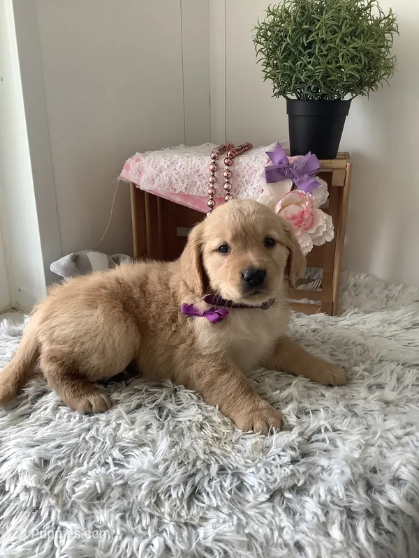 Cora – Golden Retriever puppy for sale in Baltic, OH