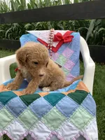 Leah F1bb- standard , a female Goldendoodle for sale in Baltic, OH – 5 of 8