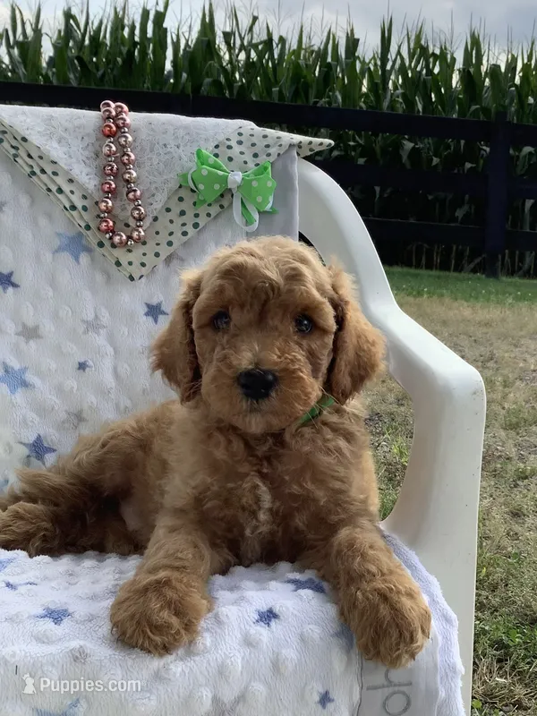 Fido-F1bb Goldendoodle  – Goldendoodle puppy for sale in Baltic, OH