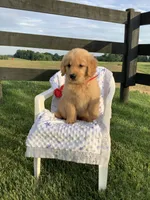 Lila, a female Golden Retriever for sale in Baltic, OH – 4 of 8