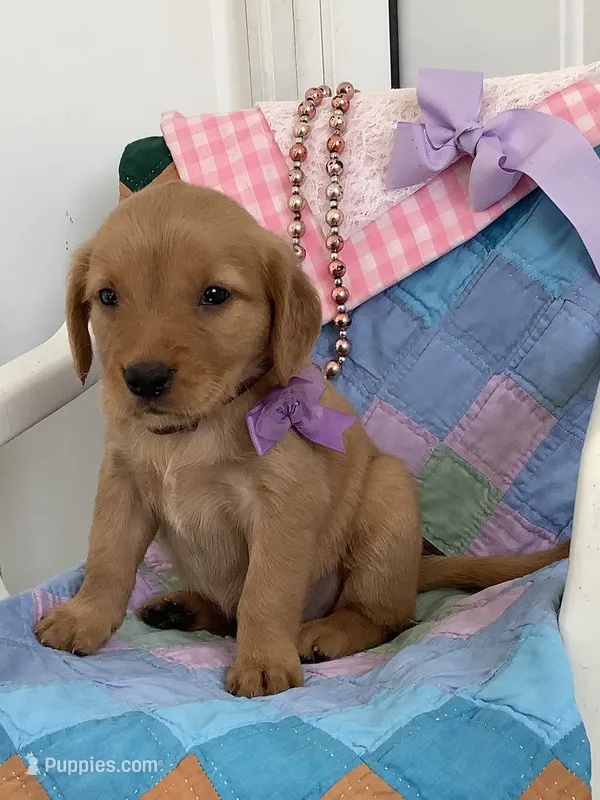 Sally  – Golden Retriever puppy for sale in Baltic, OH