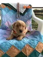 Kyle, a male Golden Retriever for sale in Baltic, OH – 4 of 8