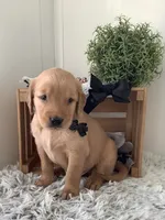 Myles, a male Golden Retriever for sale in Baltic, OH – 2 of 9