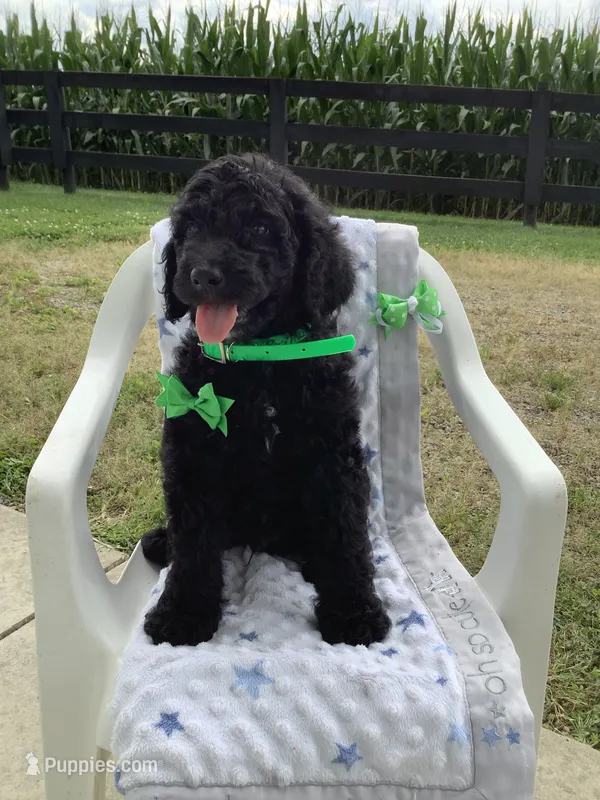 Macho- F1bb standard  – Goldendoodle puppy for sale in Baltic, OH