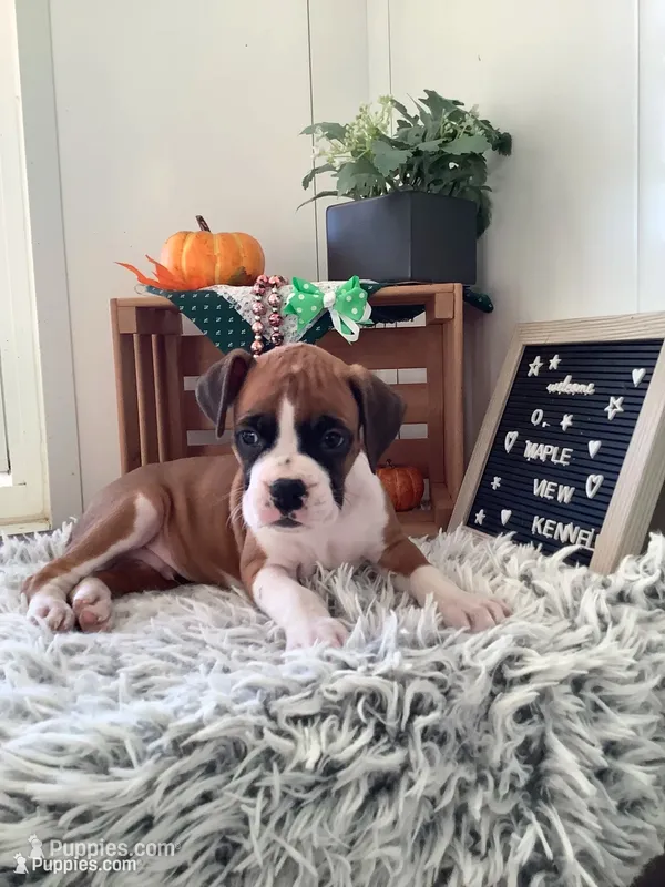 Lance  – Boxer puppy for sale in Baltic, OH