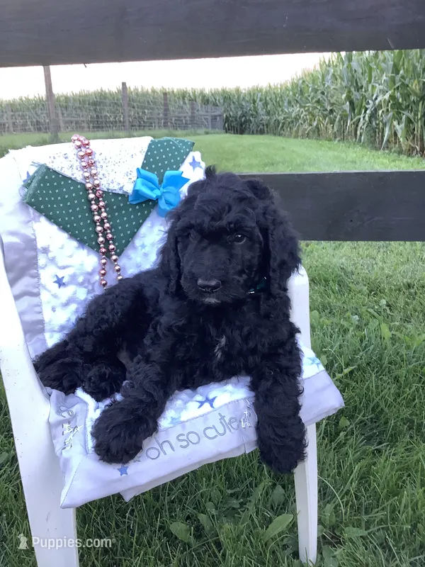 Macho- F1bb standard  – Goldendoodle puppy for sale in Baltic, OH