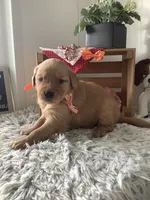 Sherry, a female Golden Retriever for sale in Baltic, OH – 3 of 7