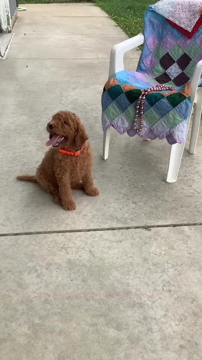 Lindsey-F1bb standard , a female Goldendoodle for sale in Baltic, OH – 6 of 9