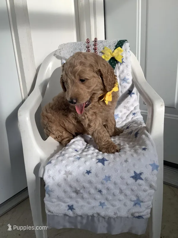 Leo F1b standard  – Goldendoodle puppy for sale in Baltic, OH