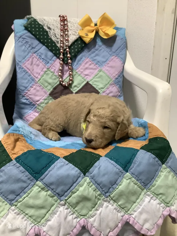 Leo F1b standard  – Goldendoodle puppy for sale in Baltic, OH