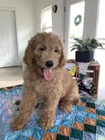 Leo F1b standard , a male Goldendoodle for sale in Baltic, OH – Photo 5 of 10