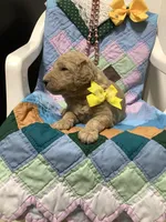 Leo F1b standard , a male Goldendoodle for sale in Baltic, OH – Photo 1 of 8