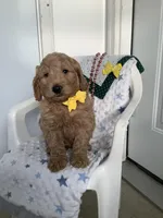 Leo F1b standard , a male Goldendoodle for sale in Baltic, OH – Photo 5 of 10