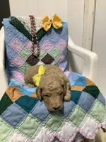 Leo F1b standard , a male Goldendoodle for sale in Baltic, OH – Photo 4 of 8