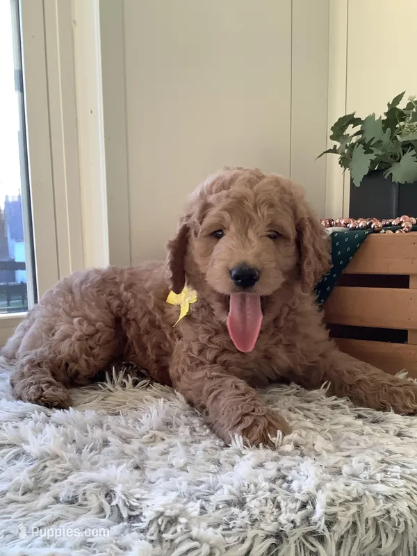 Leo F1b standard  – Goldendoodle puppy for sale in Baltic, OH