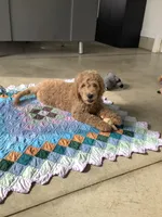 Leo F1b standard , a male Goldendoodle for sale in Baltic, OH – Photo 6 of 10