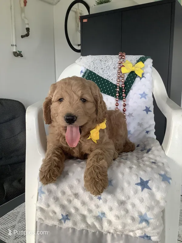 Leo F1b standard  – Goldendoodle puppy for sale in Baltic, OH