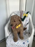 Leo F1b standard , a male Goldendoodle for sale in Baltic, OH – Photo 6 of 10