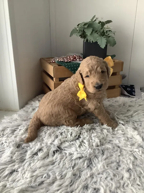 Leo F1b standard  – Goldendoodle puppy for sale in Baltic, OH