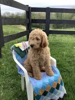 Leo F1b standard , a male Goldendoodle for sale in Baltic, OH – Photo 8 of 10