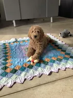 Leo F1b standard , a male Goldendoodle for sale in Baltic, OH – Photo 7 of 10