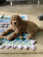 Leo F1b standard , a male Goldendoodle for sale in Baltic, OH – Photo 3 of 10