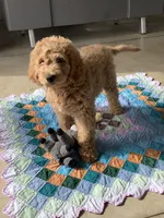 Leo F1b standard , a male Goldendoodle for sale in Baltic, OH – Photo 2 of 10