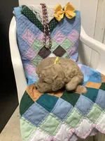 Leo F1b standard , a male Goldendoodle for sale in Baltic, OH – Photo 5 of 8