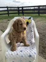 Leo F1b standard , a male Goldendoodle for sale in Baltic, OH – Photo 7 of 10