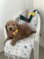 Leo F1b standard , a male Goldendoodle for sale in Baltic, OH – Photo 1 of 10
