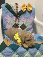 Leo F1b standard , a male Goldendoodle for sale in Baltic, OH – Photo 3 of 8
