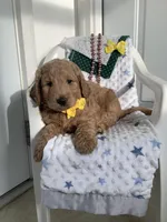 Leo F1b standard , a male Goldendoodle for sale in Baltic, OH – Photo 4 of 10