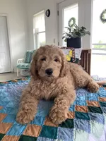 Leo F1b standard , a male Goldendoodle for sale in Baltic, OH – Photo 4 of 10