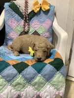 Leo F1b standard , a male Goldendoodle for sale in Baltic, OH – Photo 2 of 8