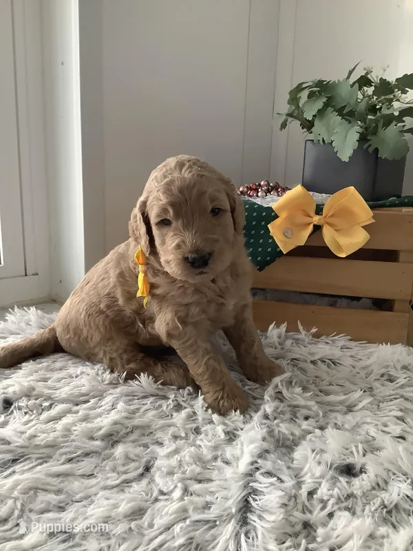 Leo F1b standard  – Goldendoodle puppy for sale in Baltic, OH