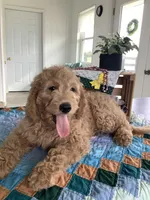 Leo F1b standard , a male Goldendoodle for sale in Baltic, OH – Photo 1 of 10
