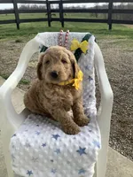 Leo F1b standard , a male Goldendoodle for sale in Baltic, OH – Photo 8 of 10