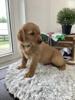 Tyler , a male Golden Retriever for sale in Baltic, OH – 3 of 6