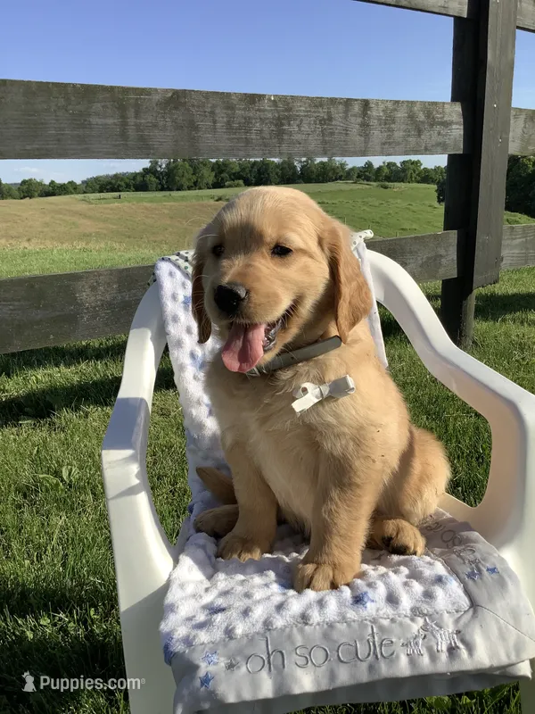 Wyatt – Golden Retriever puppy for sale in Baltic, OH