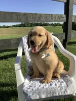 Wyatt, a male Golden Retriever for sale in Baltic, OH – 1 of 10