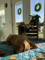 Leo , a male Golden Retriever for sale in Baltic, OH – 5 of 10